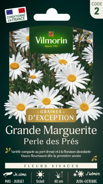 Fleuri - Pelouse Suisse - Paquerettes (x2) + Grande Marguerite Perle des Prés Offerte - MEDIA_EN_SITUATION_1